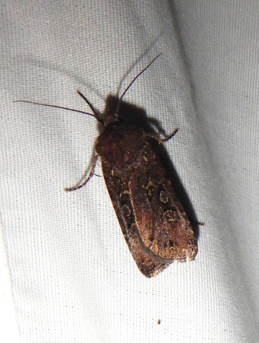 iNaturalist observation photo of Noctuini