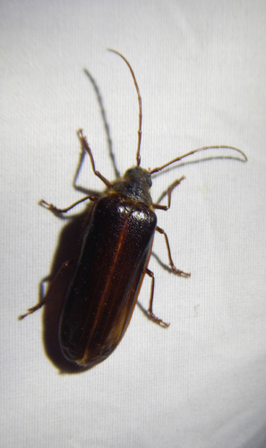 iNaturalist observation photo of Hairy Pine Borer