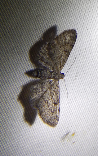 iNaturalist observation photo of Pug Moths