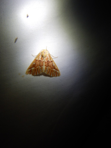 iNaturalist observation photo of Western Conifer Looper