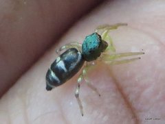 Cosmophasis