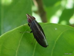 Cephaloconus tenebrosus