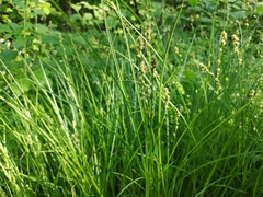 Carex leersii