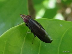 Cephaloconus tenebrosus