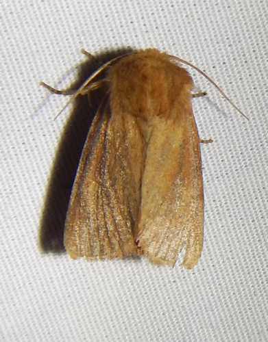 iNaturalist observation photo of Owlet Moths and Allies