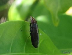 Cephaloconus tenebrosus