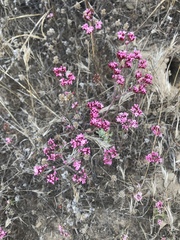 Chorizanthe staticoides