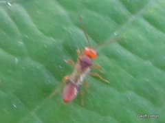 Braconidae