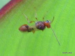 Braconidae