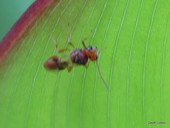 Braconidae