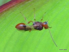 Braconidae