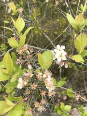 Prunus maritima