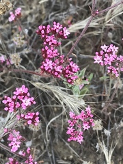 Chorizanthe staticoides