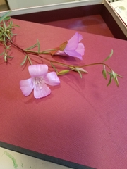 Clarkia bottae