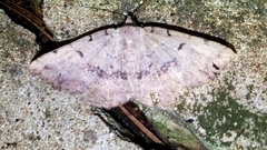 Spiloloma lunilinea