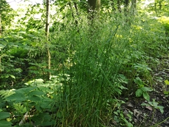 Poa nemoralis