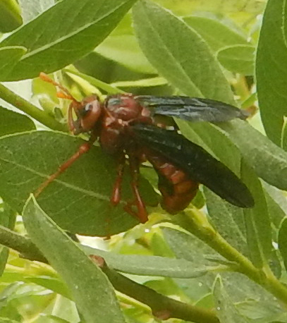 iNaturalist observation photo of Rusty Willow Sawfly