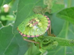 Nezara viridula