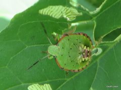 Nezara viridula