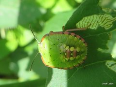 Nezara viridula