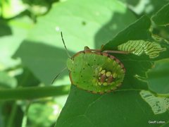Nezara viridula