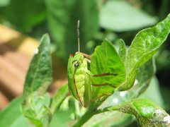 Nezara viridula