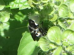 Megachile lucidiventris