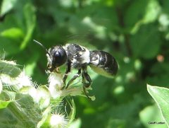 Megachile lucidiventris