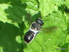 Megachile lucidiventris