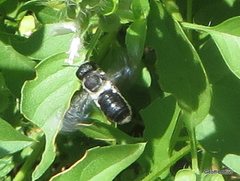 Megachile lucidiventris