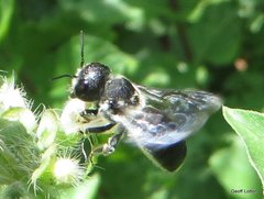 Megachile lucidiventris