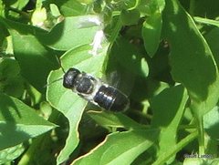 Megachile lucidiventris