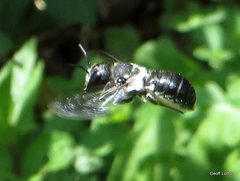 Megachile lucidiventris