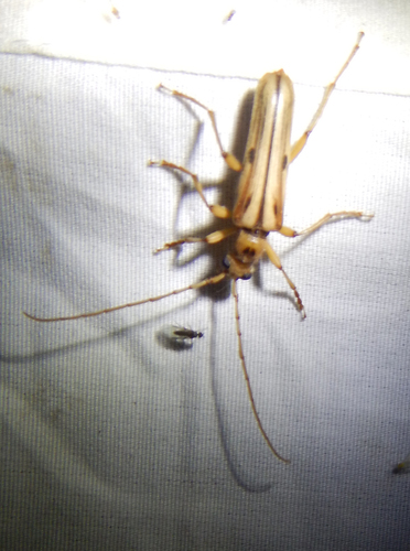 iNaturalist observation photo of Ortholeptura valida