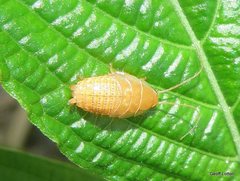 Blattodea