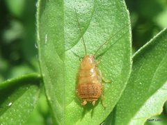 Blattodea