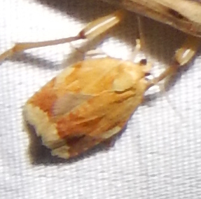 iNaturalist observation photo of Clepsis