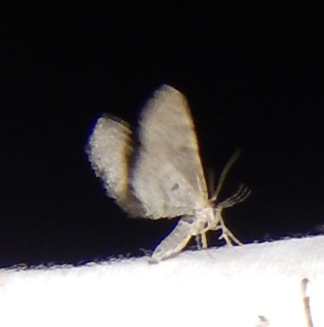 iNaturalist observation photo of Geometer Moths