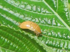 Blattodea