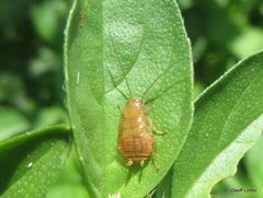 Blattodea