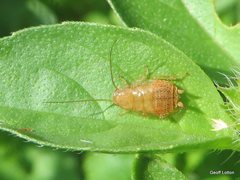 Blattodea