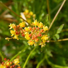 Rorippa palustris palustris