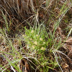 Rorippa palustris palustris