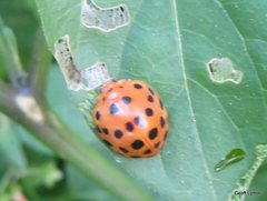 Epilachnini