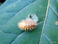 Epilachnini