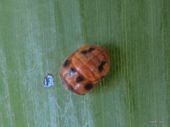 Epilachnini