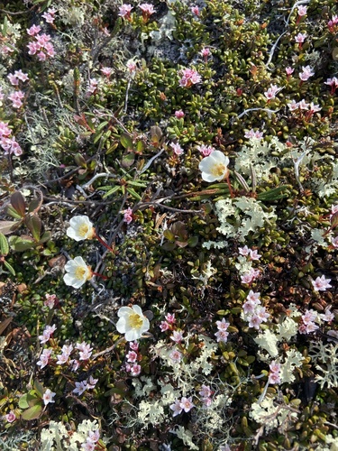 Image of Diapensia obovata by (c) Maria Khoreva, some rights reserved (CC BY)