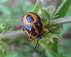 Agonoscelis rutila