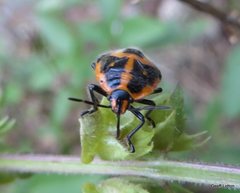 Agonoscelis rutila