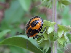 Agonoscelis rutila